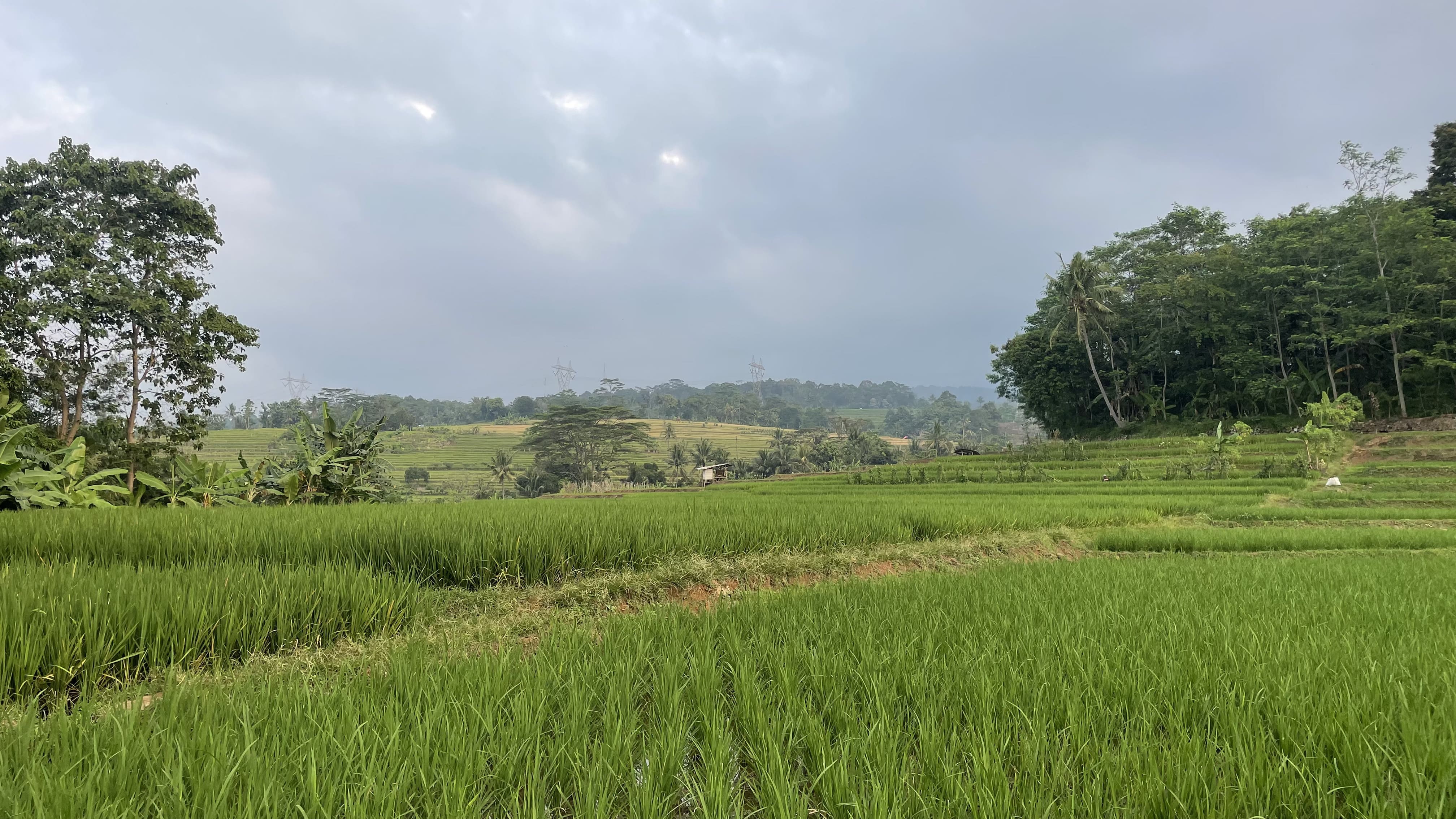 Pemandangan Desa