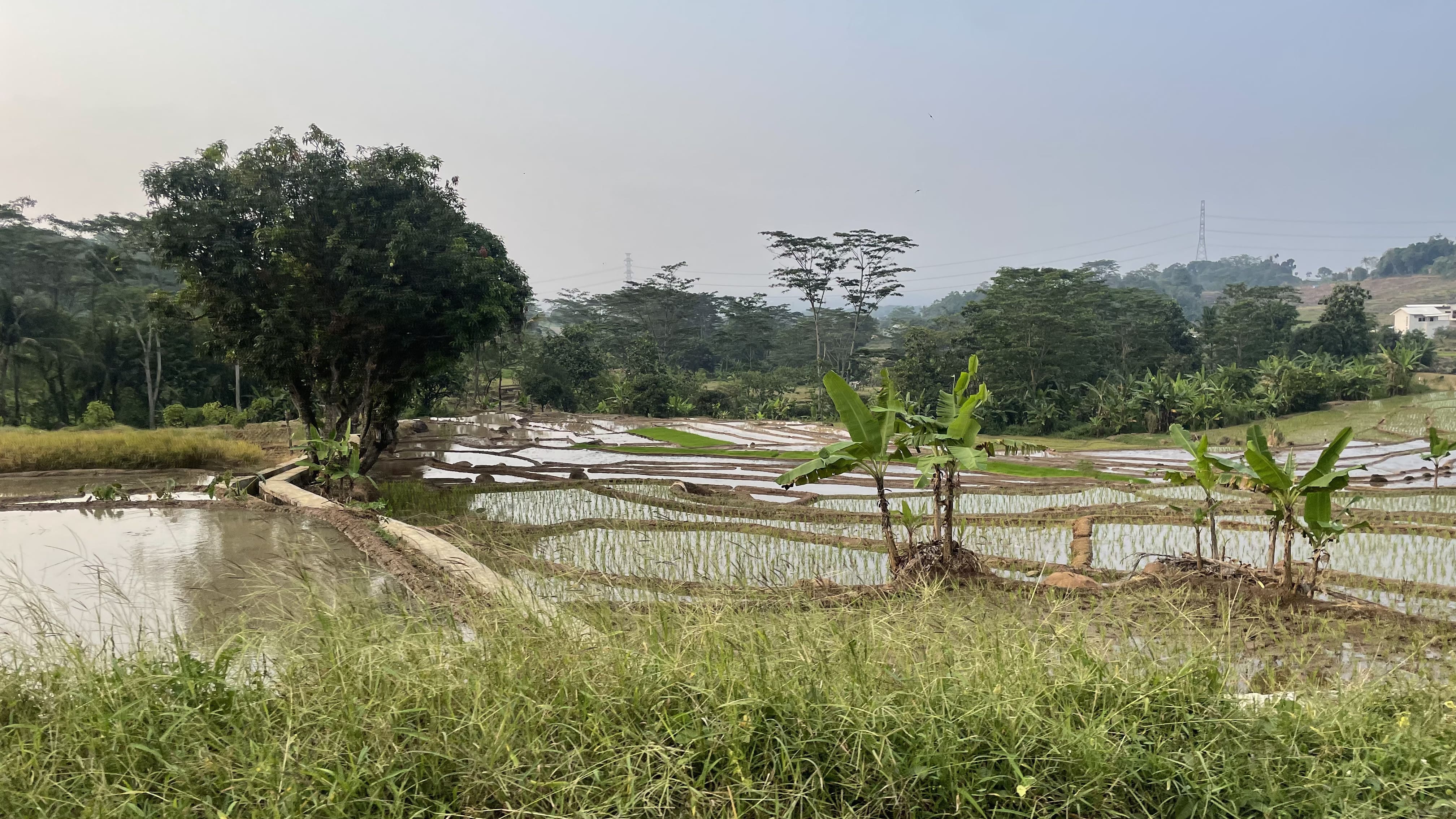 Sawah Asri