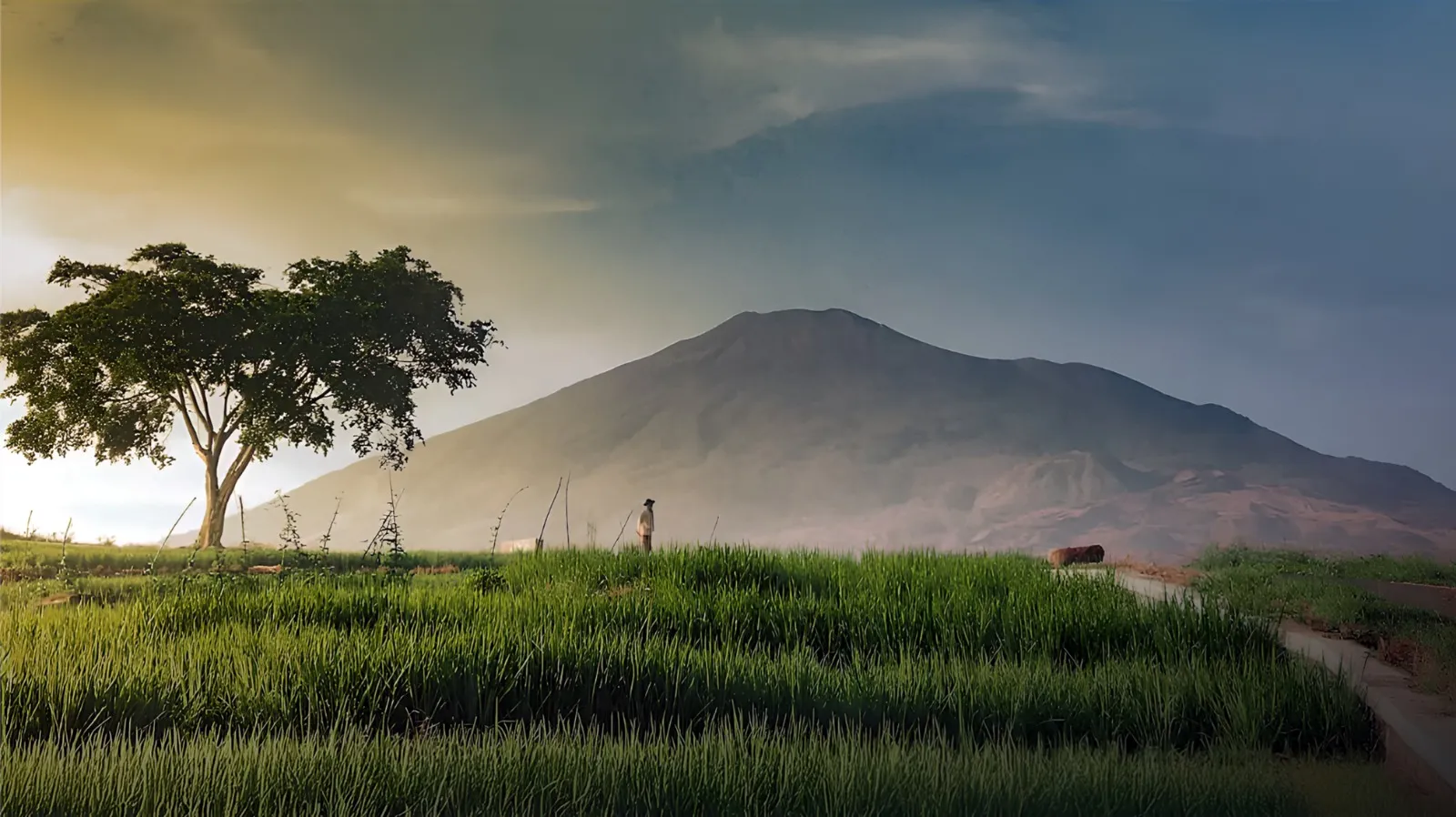 View Sawah Yasa